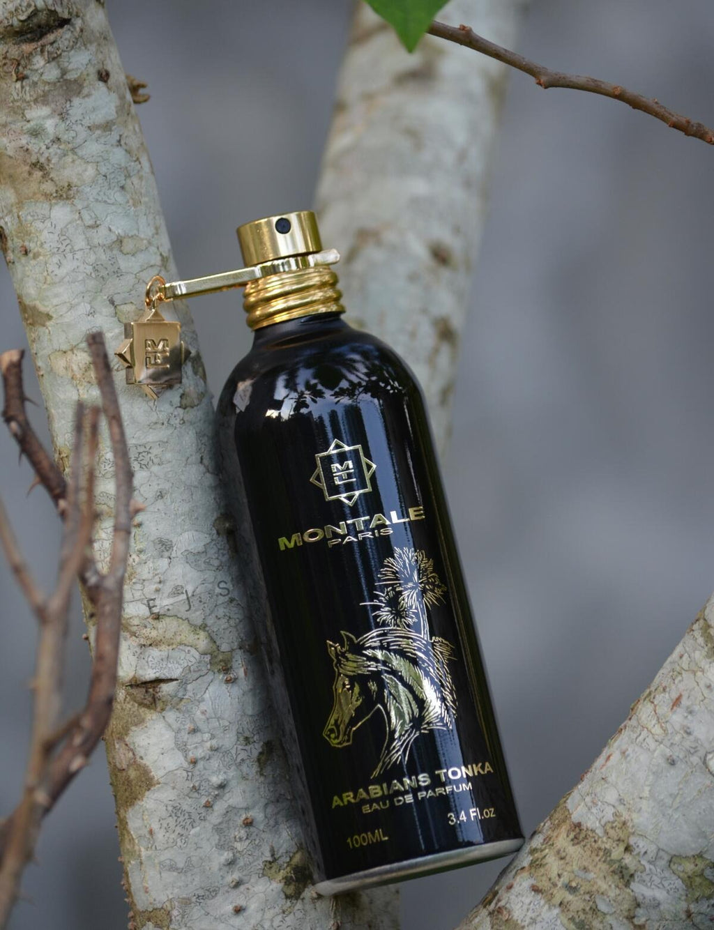 Montale-Arabians Tonka