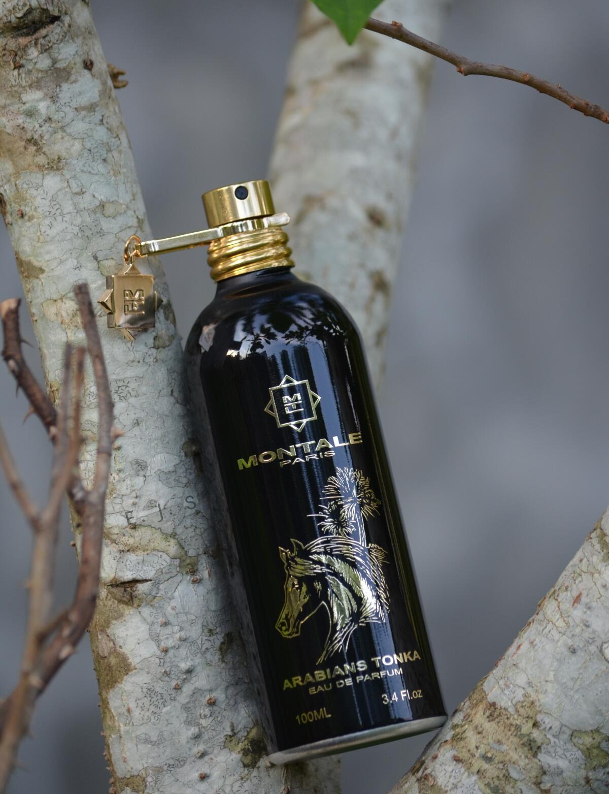 Montale-Arabians Tonka